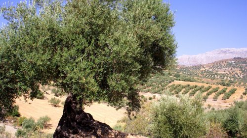 Dürre: Spanien in der Olivenöl-Krise
