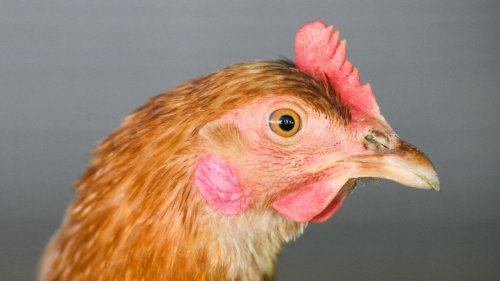 Vogelgrippe: Legehennen-Betrieb im Wittmund betroffen
