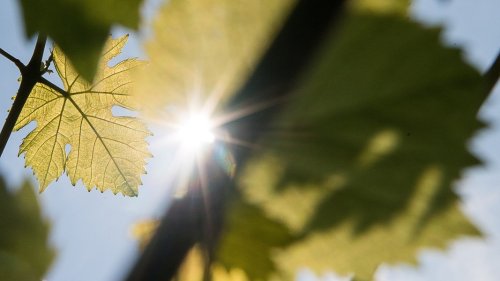Trocken und wenig Regen: Waldbrandgefahr in Niedersachsen steigt