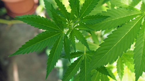1.600 Cannabispflanzen: Illegale Plantagen bei Razzia gefunden