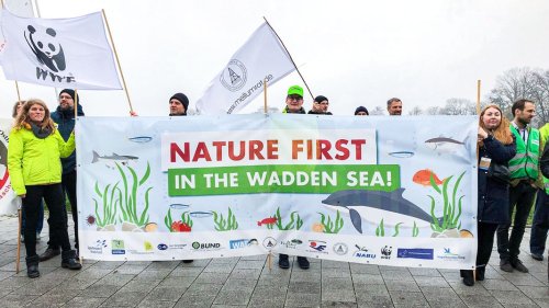 Wattenmeer: Umweltverbände fordern schärfere Schutzmaßnahmen