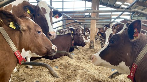 So produziert ein Landwirt in SH mehr Milch mit weniger Kühen