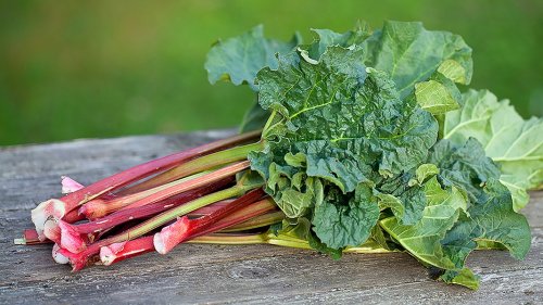 Mit Rhabarber lecker kochen und backen