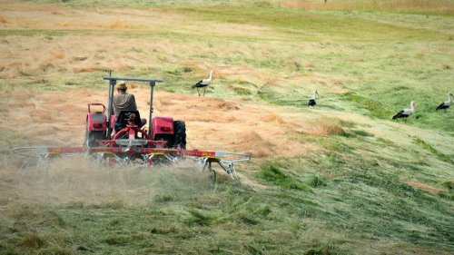 Landwirt: Viel Arbeit und Verantwortung - im schönsten Job der Welt