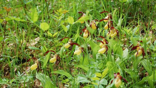 Botaniker kartieren seltene Orchideen