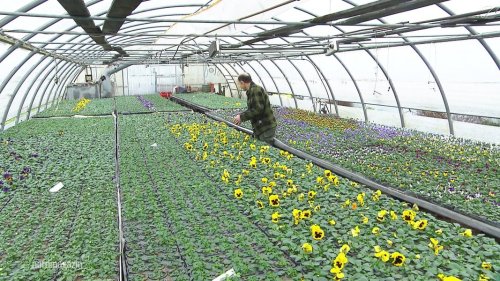 Neubrandenburg: Blumenladen sorgt sich um Gaspreise