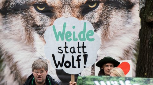Wolf: Land nimmt Dialog mit Weidetierhaltern wieder auf