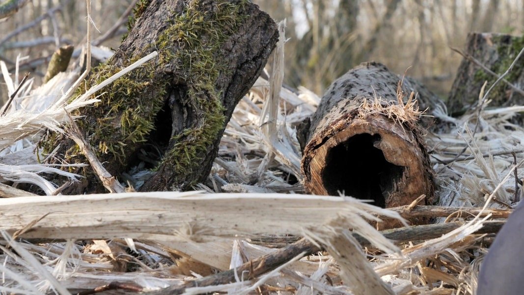 Ausgleichsflächen: Hamburg zerstört eigenes Naturschutzgebiet