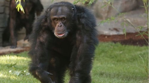Trauer im Zoo Hannover: Schimpanse "Toto" ist gestorben
