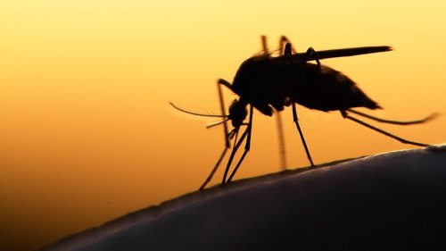 Die Saison beginnt: Viele Stechmücken in Niedersachsen erwartet