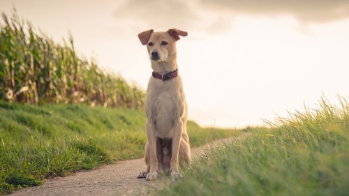 Uelzen beschließt: Hundesteuer für Hunde aus Tierheim entfällt
