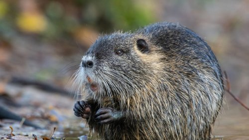 Immer mehr Nutrias: Das fordern Jäger und Naturschützer