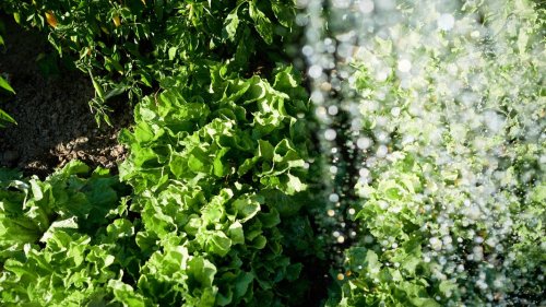 Gartenfreunde in Rostock feiern 100. Geburtstag