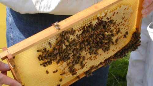 Faulbrut bei Bienen in Neubrandenburg festgestellt