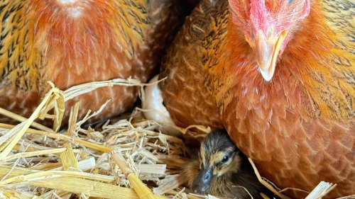 Fehmarn: Wie aus Hühnern Entenmütter wurden