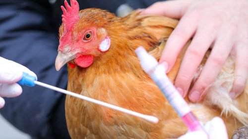 Vogelgrippe-Fälle in MV nehmen weiter zu