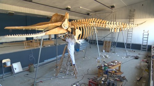 Skelett von Pottwal passt nicht durch Tür von Museum