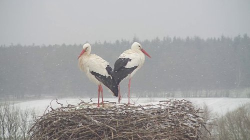 Rückkehr am Valentinstag: Storch "Fridolin" wieder mit "Mai" vereint