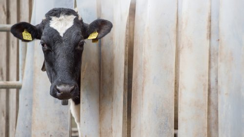 Weniger Milchbauern und Kühe in SH - Milchmenge bleibt gleich