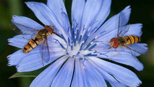 Insektensommer 2023: NABU ruft wieder zum Zählen auf