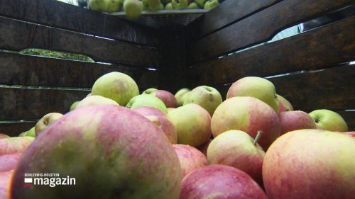 Apfelsaft satt: Mit den eigenen Äpfeln zur Mosterei