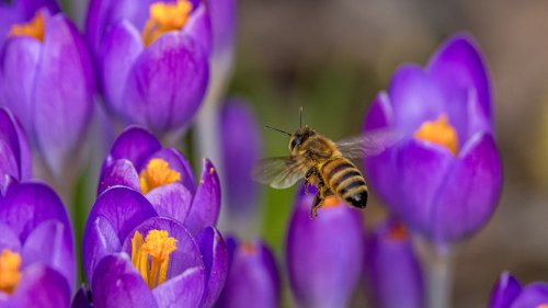 Koalitionsgespräche: NABU und BUND fürchten um Artenschutz