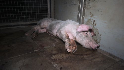 Tierquälerei: Chefs von zweitgrößter Schweinemast verurteilt