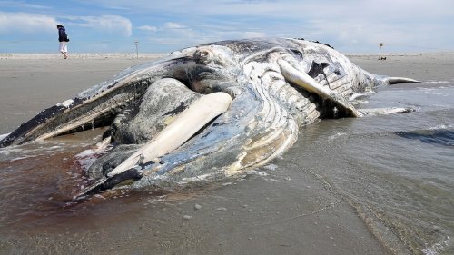 Toter Buckelwal von St. Peter Ording mit Parasiten befallen