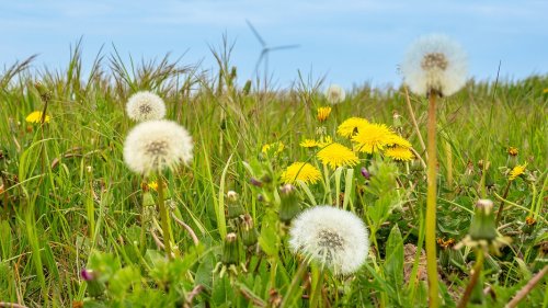 Mehr Futter für Insekten: Aktion "Mähfreier Mai" auch in MV