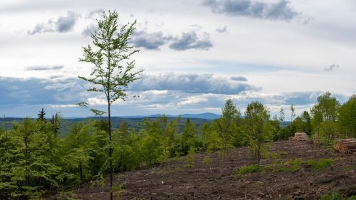 Mehr als sechs Millionen Laubbäume im Harz gepflanzt