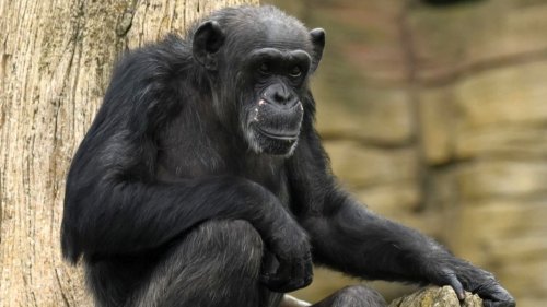 Über 50 Jahre alt: Schimpansin im Zoo Hannover gestorben