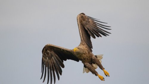 Zeugen gesucht: Nistplatz von Seeadlern auf Sylt zerstört