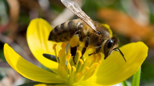 Bienen im Kreis Stormarn mit Amerikanischer Faulbrut infiziert