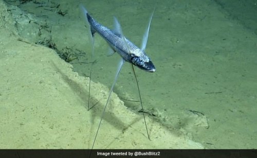 Researchers Find Bizarre Creatures At The Bottom Of Ocean: Here Are Some Of Them