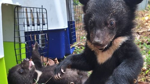 Tierschützer retten in Laos mehr als ein Dutzend Bärenjunge