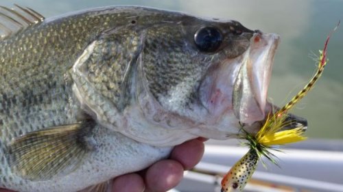 Fisherman Finds Bizarre Surprise Inside A Largemouth Bass