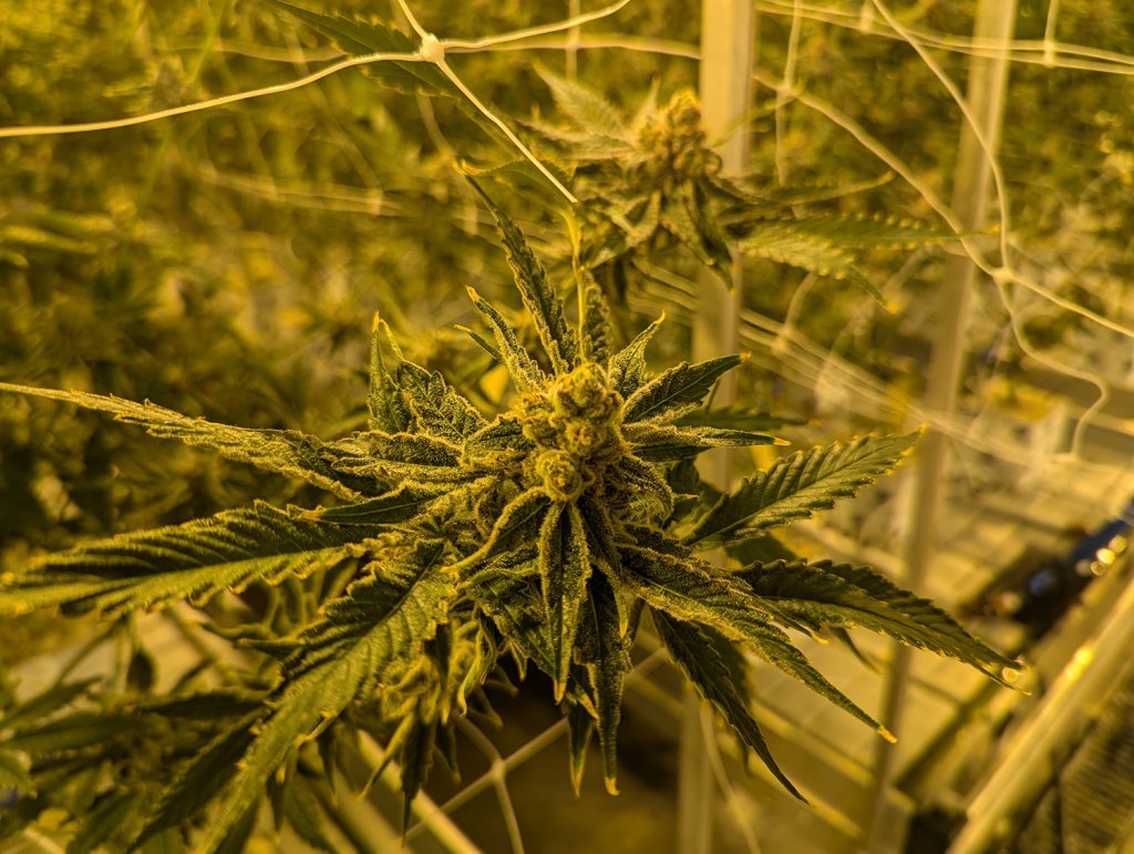 The Cannabis Industry - cover