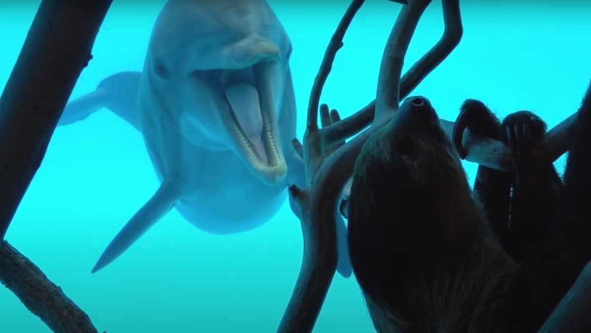 Sloth Meets Dolphins During Aquarium Tour