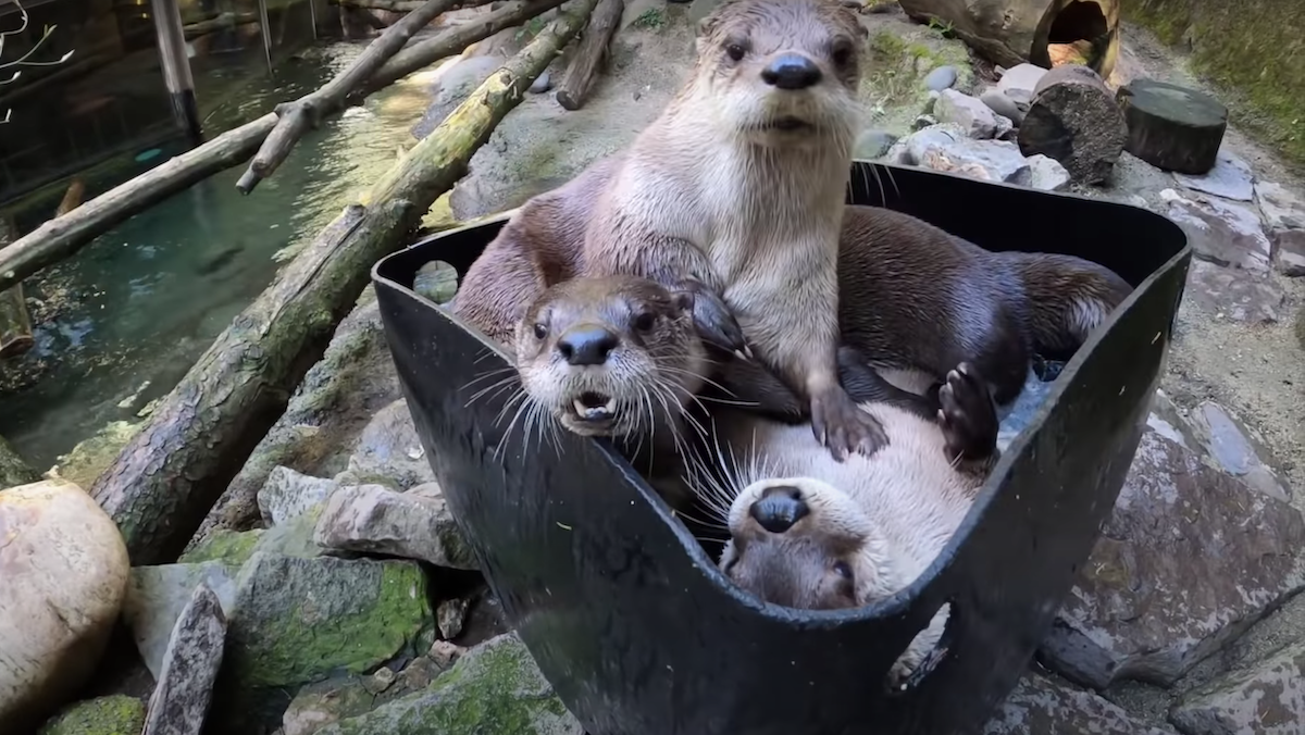 Here's Three Otters Playing in a Bucket of Ice, Just in Case