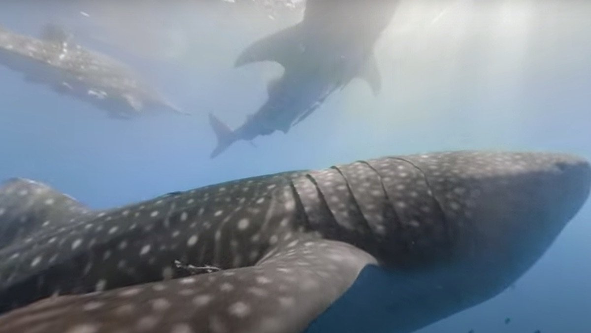 Take a Virtual 360-Degree Swim With World's Biggest Fish