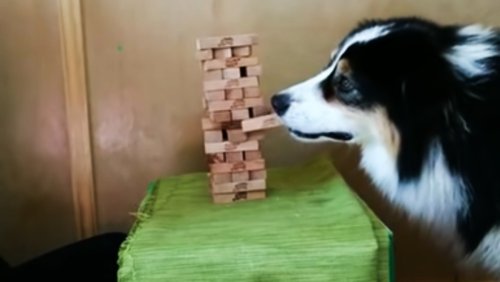 Jenga-Playing Dog Is a Canine Genius!