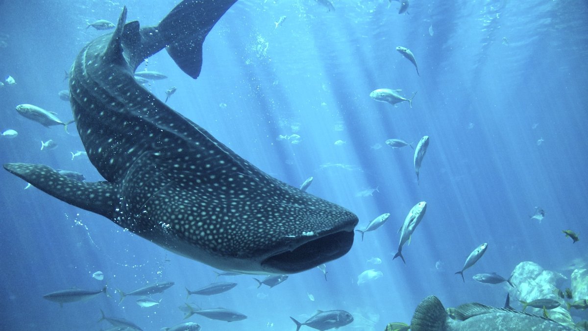 Whale Sharks Have Eyes Covered in Teeth and It's Unsettling
