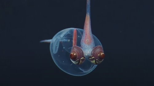 Creatures in Ocean’s ‘Midnight Zone’ Are Little Nerdy Aliens