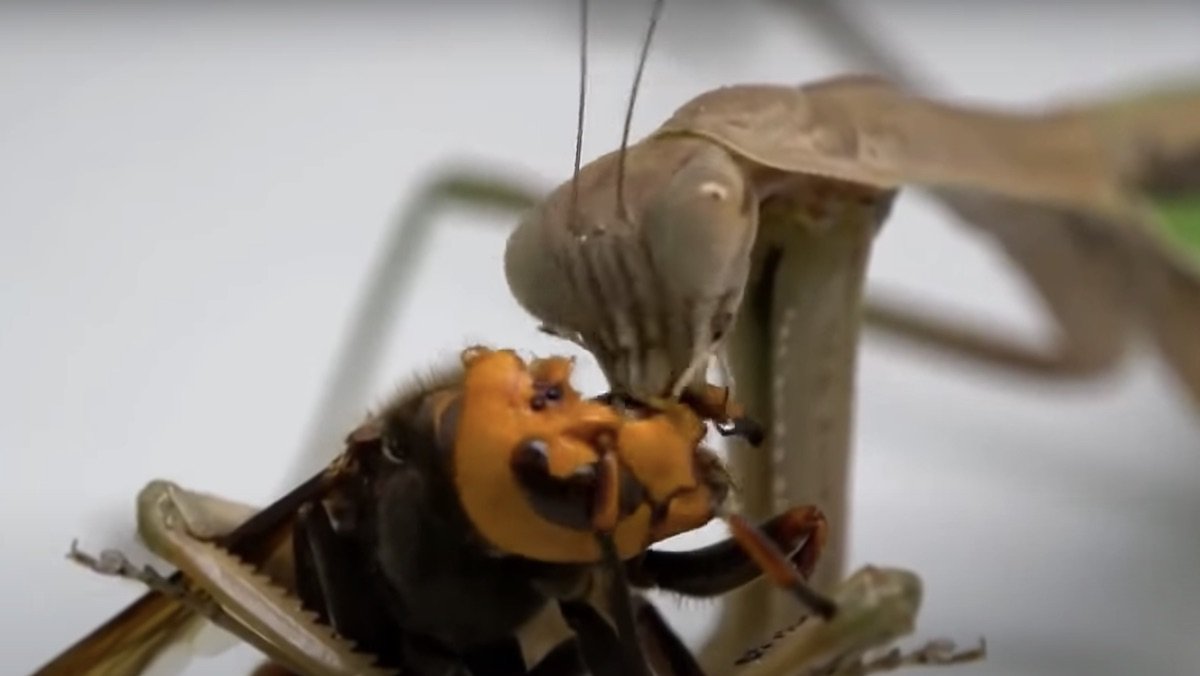 Praying Mantis Eats a Murder Hornet's Head in Gnarly Video
