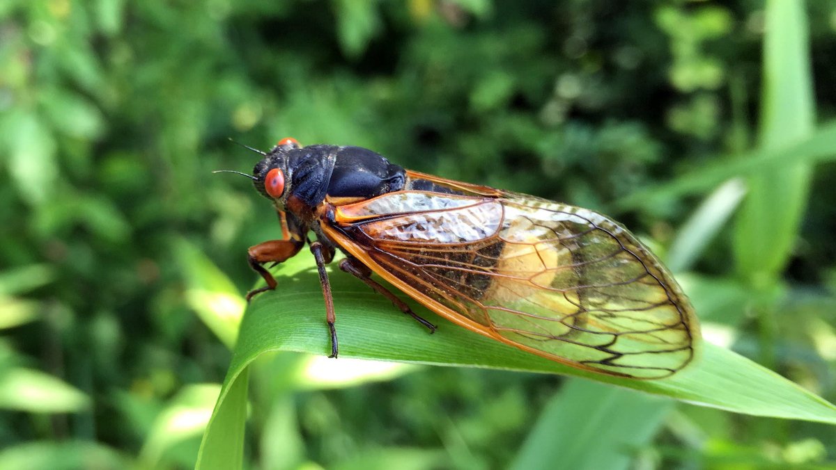 A Fungus Is Causing Cicadas to Have Too Much Sex