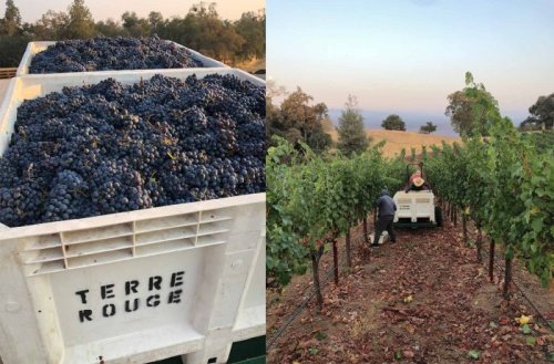 The Making of 100-Point Wines: Syrah Ascends In the Sierra Foothills