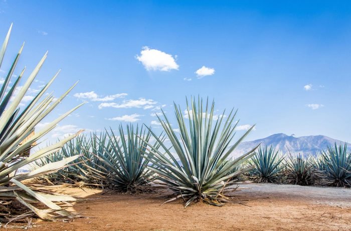 The Best Tequilas of 2021