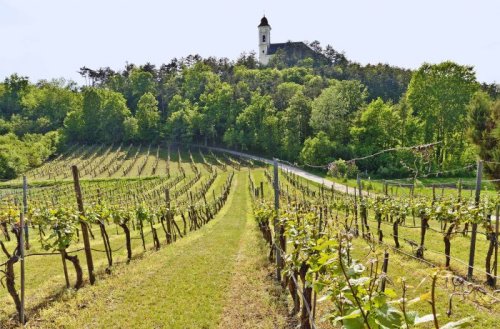 Austria Introduces New Qualifications for Still and Sparkling Wine