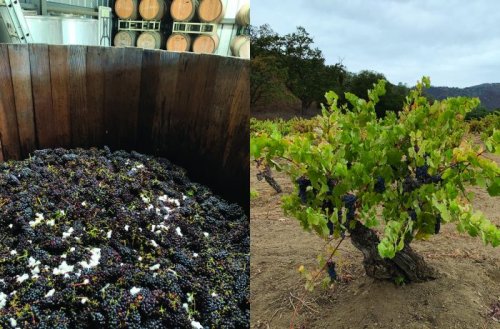 An Overlooked, Historic California Grape Gets a New Life