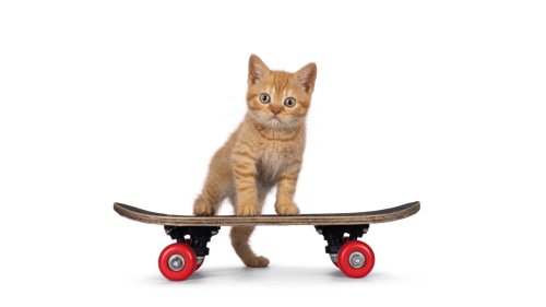 WhatsApp: Neuer Button liefert lachende Katze auf einem Skateboard und noch mehr